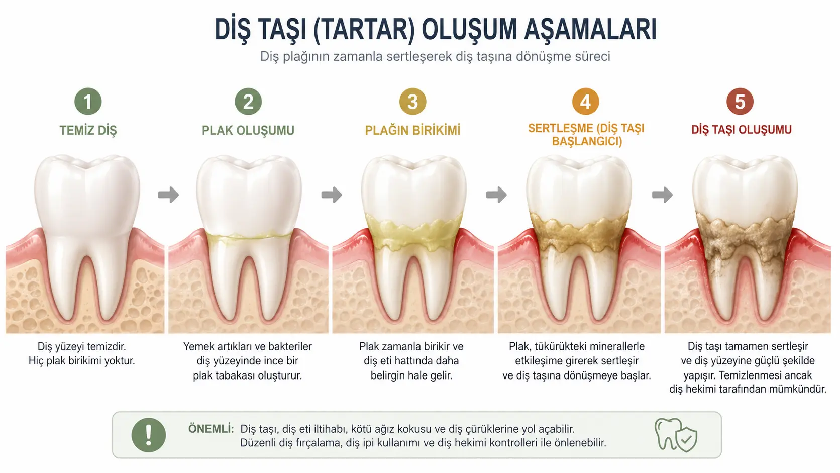 dis taslari olusum asamalari
